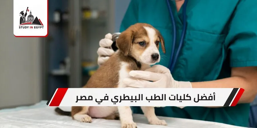 أفضل كليات الطب البيطري في مصر